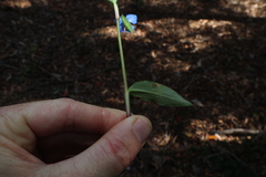 Commelina cyanea