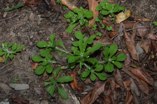 Gamochaeta pensylvanica, photograph 5