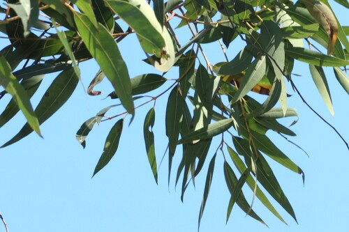 Angophora leiocarpa, photograph 1