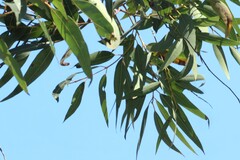 Angophora leiocarpa, photograph (c) Greg Tasney, some rights reserved (CC BY-SA)