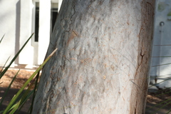 Angophora leiocarpa