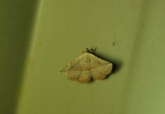 Eublemma latericolor