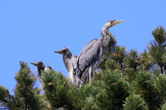 Ardea cinerea