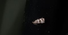Scolioplecta ochrophylla