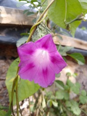 Ipomoea purpurea