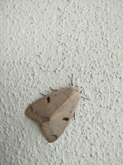Ophiusa parcemacula