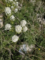 Peltaria angustifolia