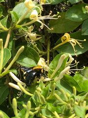 Xylocopa appendiculata circumvolans