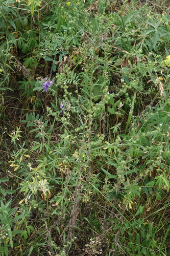 Lappula squarrosa, photograph 2