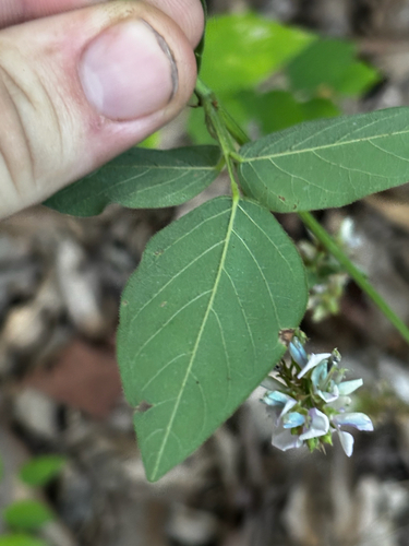 Desmodium perplexum, photograph 4