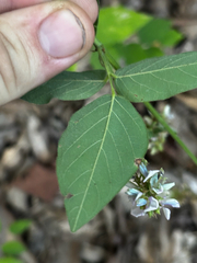Desmodium perplexum, photograph (c) Chris Stahl, some rights reserved (CC BY)