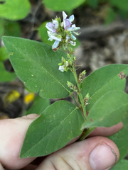 Desmodium perplexum, photograph (c) Chris Stahl, some rights reserved (CC BY)