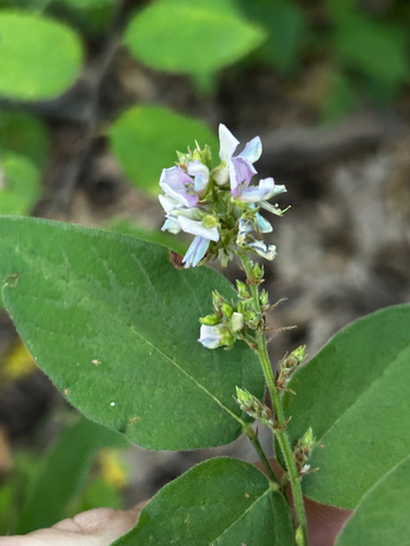 Desmodium perplexum, photograph 2