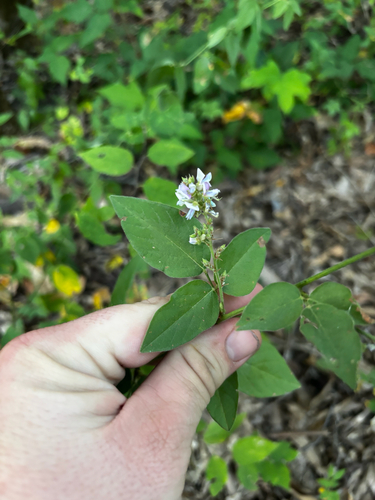 Desmodium perplexum, photograph 1