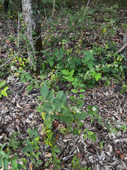 Desmodium perplexum, photograph (c) Chris Stahl, some rights reserved (CC BY)