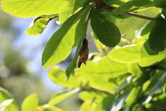 Myotis formosus flavus