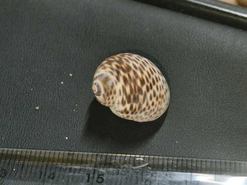 Paratectonatica tigrina observed 2026-08-31