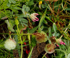 Trifolium pauciflorum