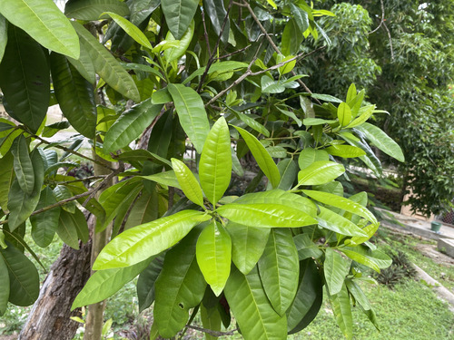 Pimenta dioica observed 2026-09-02