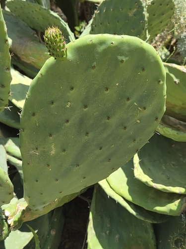 Indian fig opuntia