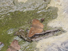 Seseria formosana