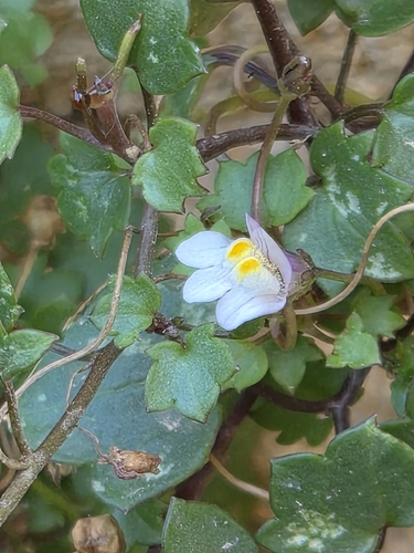 Ivy-leaved toadflax
