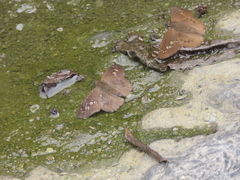 Seseria formosana