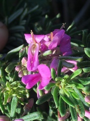Indigofera sulcata