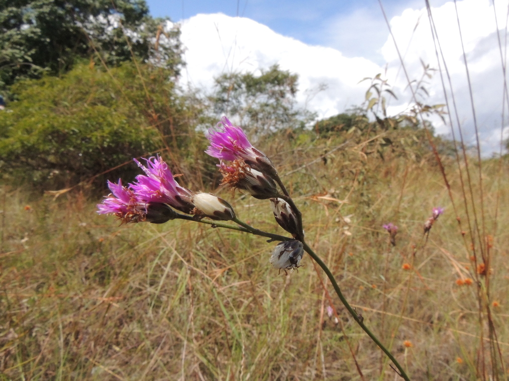 Lepidaploa paraensis
