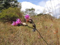 Lepidaploa paraensis