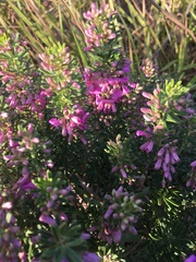 Indigofera sulcata