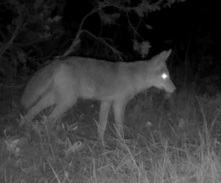 Coyote