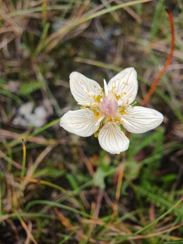 marsh grass-of-Parnassus