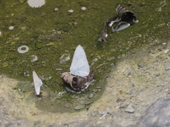 Celastrina lavendularis himilcon