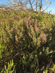 Indigofera sulcata