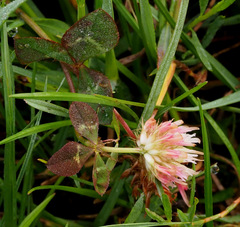 Trifolium physodes