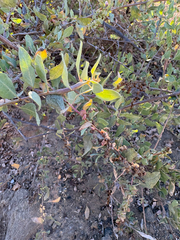 Atriplex lentiformis, photograph (c) Gavin Skeen, some rights reserved (CC BY)