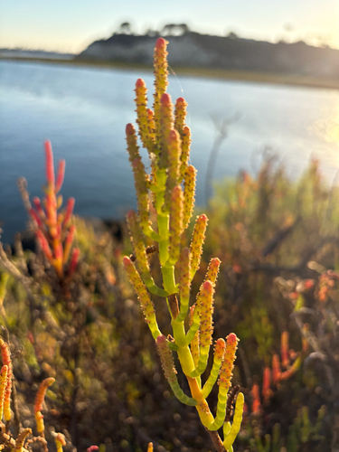 Salicornia pacifica, photograph 4