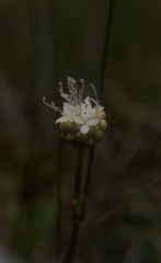 Sanguisorba filiformis