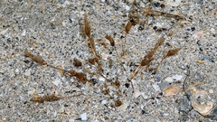 Phleum arenarium