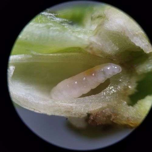 Goldenrod Bunch Gall Midge photo 3