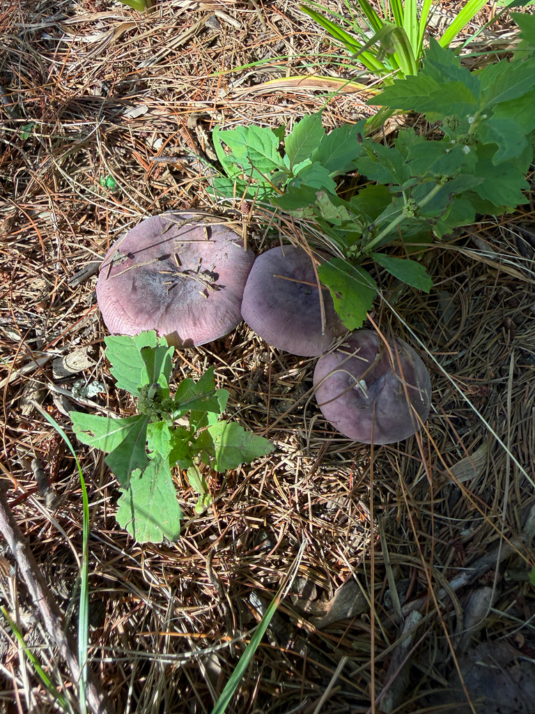 purple-bloom russula · September 2026 · photo: Photo: (c) Eli Talhouk, some rights reserved (CC BY) · iNaturalist