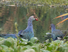 Porphyrio poliocephalus