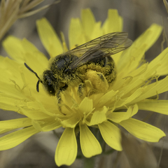 Lasioglossum titusi