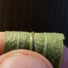 Solidago canadensis hargeri