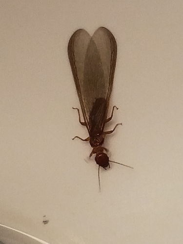 Pacific Dampwood Termite