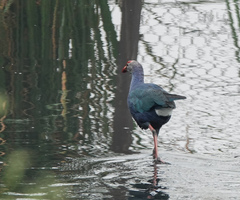 Porphyrio poliocephalus