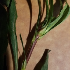 Solidago canadensis hargeri
