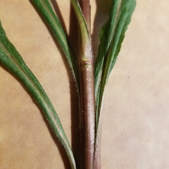 Solidago canadensis hargeri