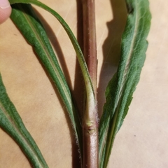Solidago canadensis hargeri